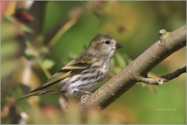 <p>ČÍŽEK LESNÍ (Carduelis spinus) /Eurasian siskin - Erlenzeisig/</p>